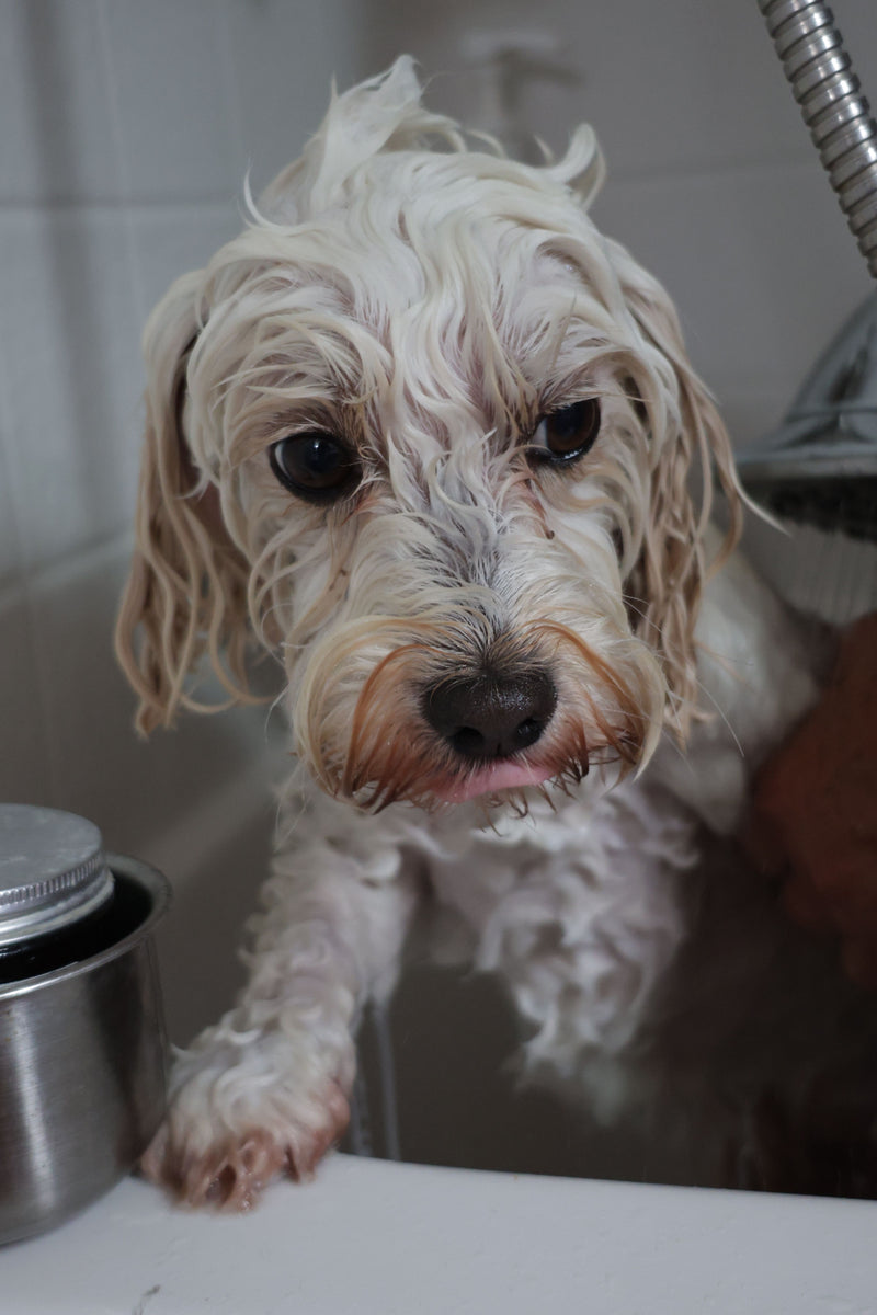 Natte hond wordt thuis gewassen in de badkuip