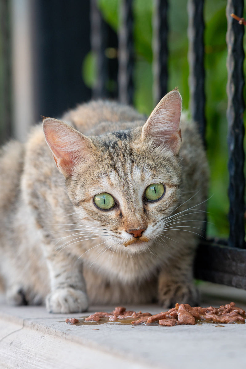 Cyperse kat eet uit een bakje