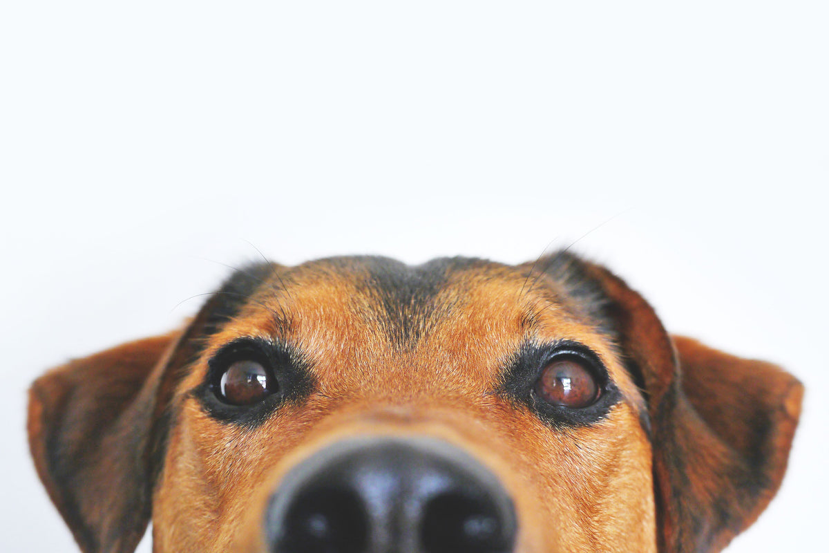 Close-up van de snuit van een bruin met zwarte hond