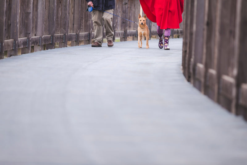 Persoon die zijn hond uitlaat aan de riem op een verhard pad in de schemering
