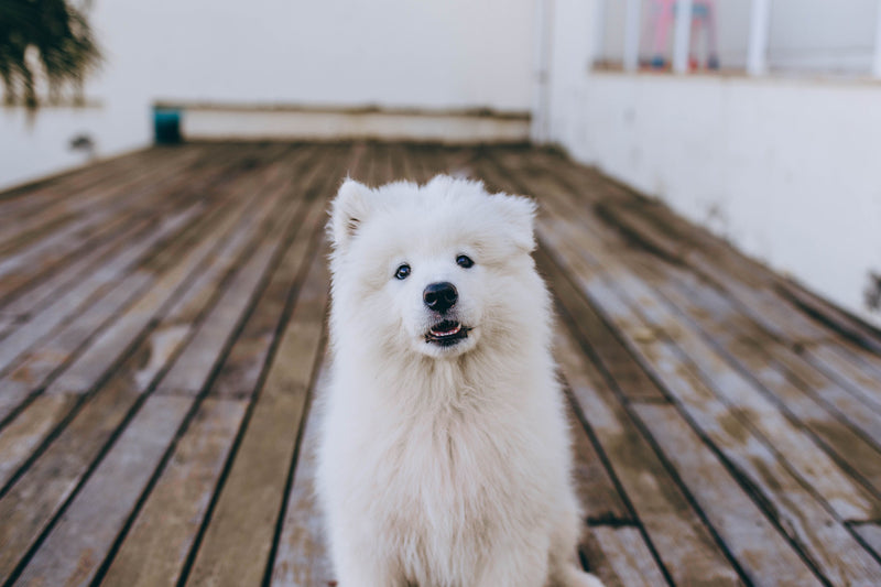 Pluizige hond op een houten terras, klaar om geborsteld te worden