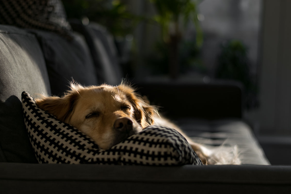 Bruine hond ligt op een kussen thuis