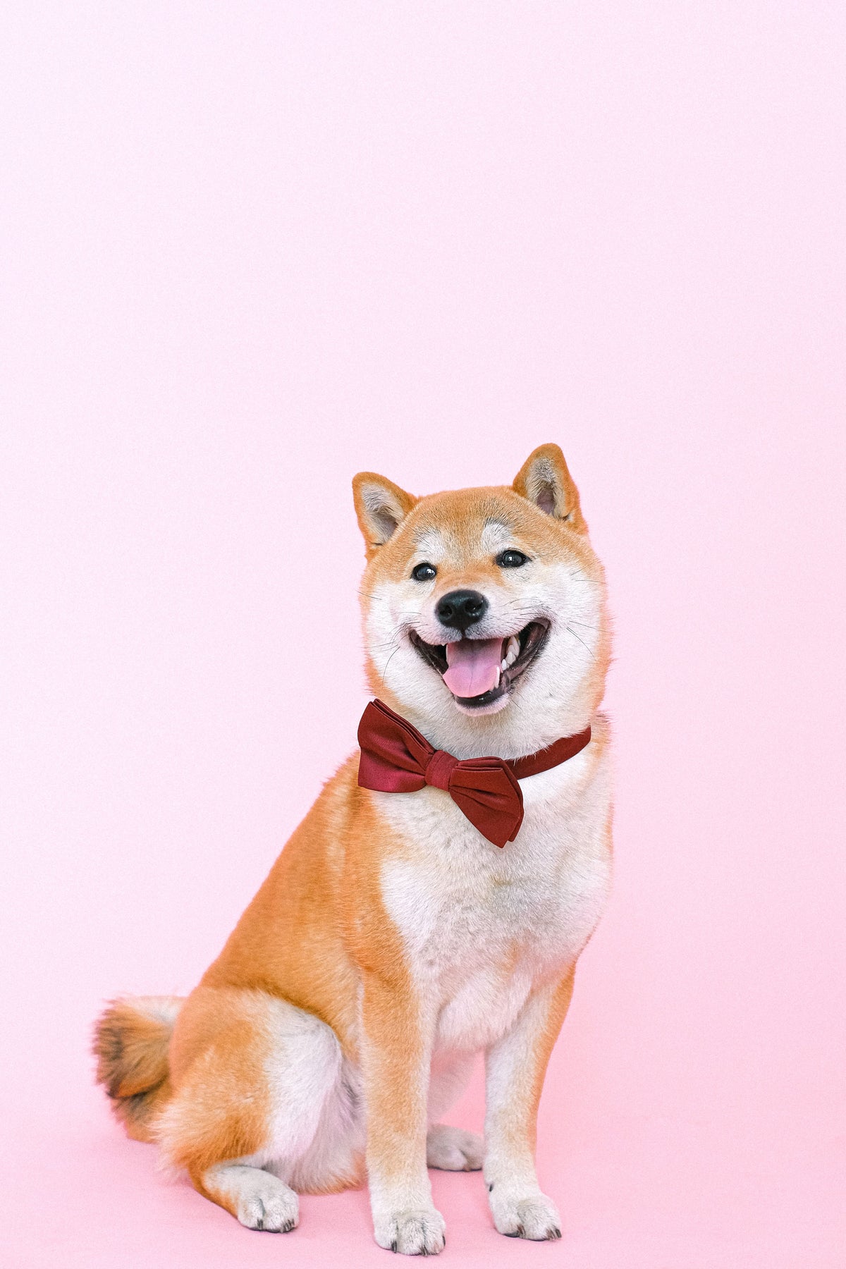 Vrolijke shiba inu met rode strik, een cadeau-idee voor hondenliefhebbers
