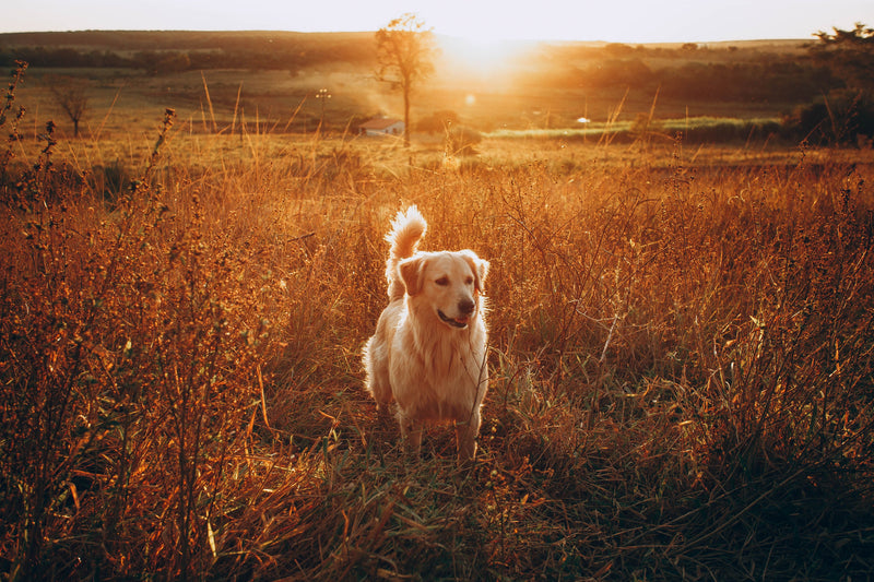 Hond in een grasveld tijdens zonsondergang