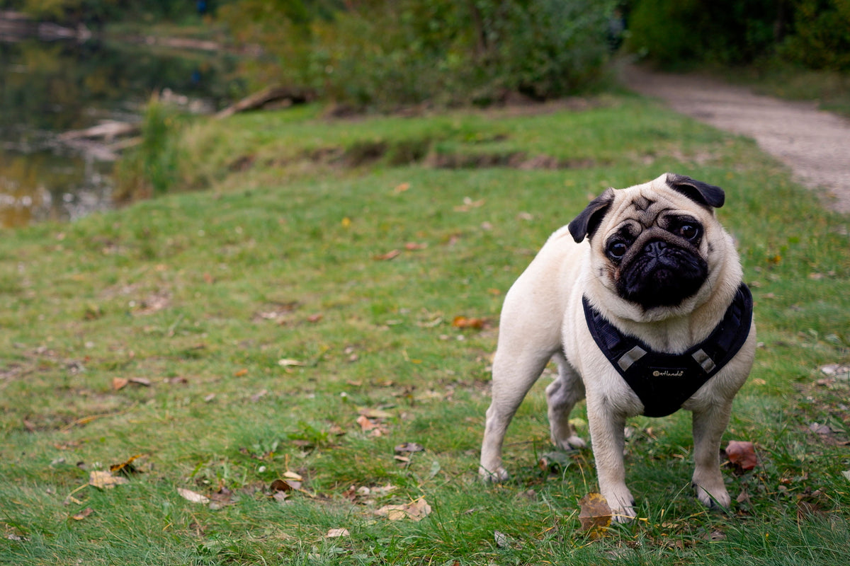 Hond in de tuin op het gras