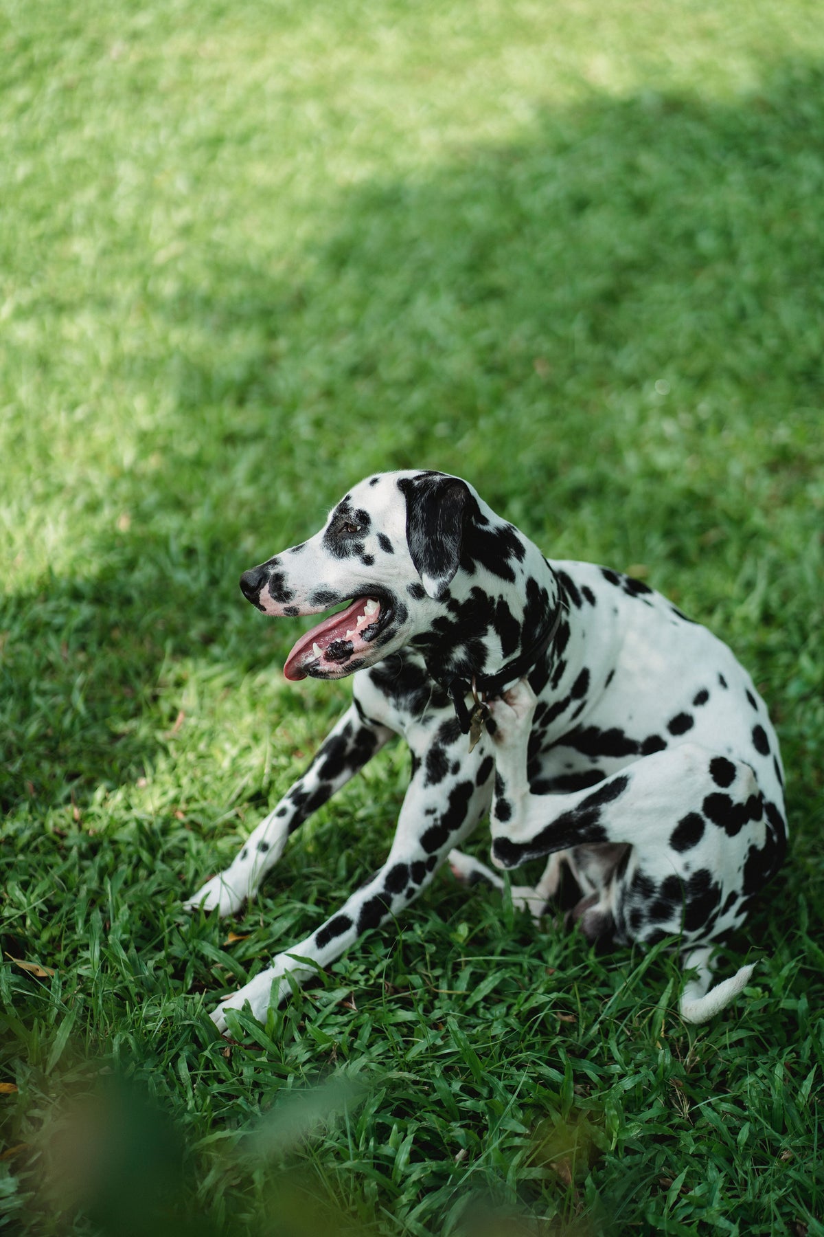 Hond zit in het gras en krabt zich