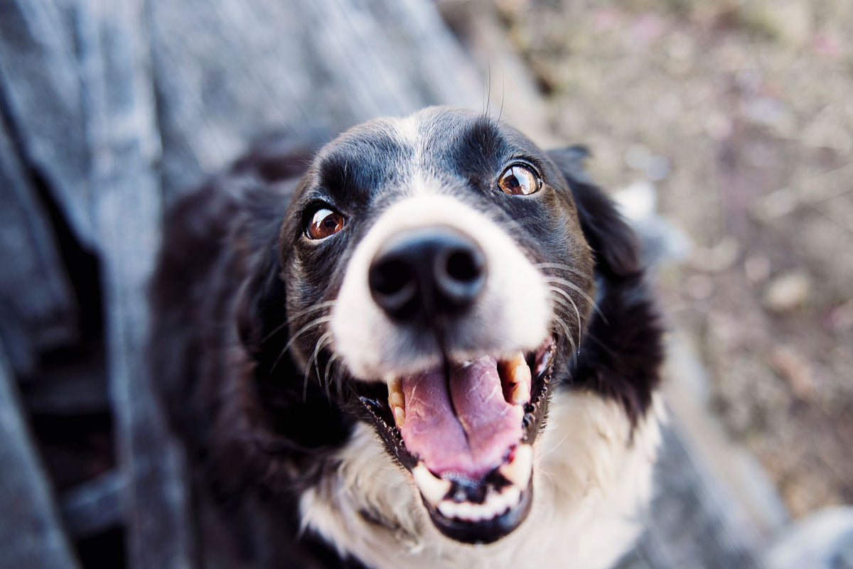 Vrolijke hond met zwart-witte vacht kijkt omhoog