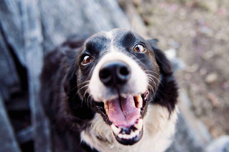 Vrolijke hond met zwart-witte vacht kijkt omhoog