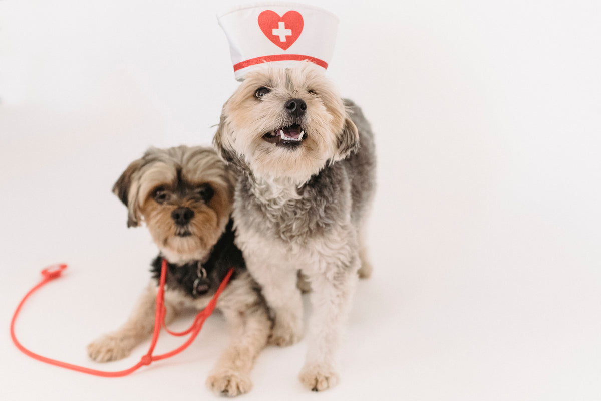Twee honden bij een dierenarts-set met stethoscoop