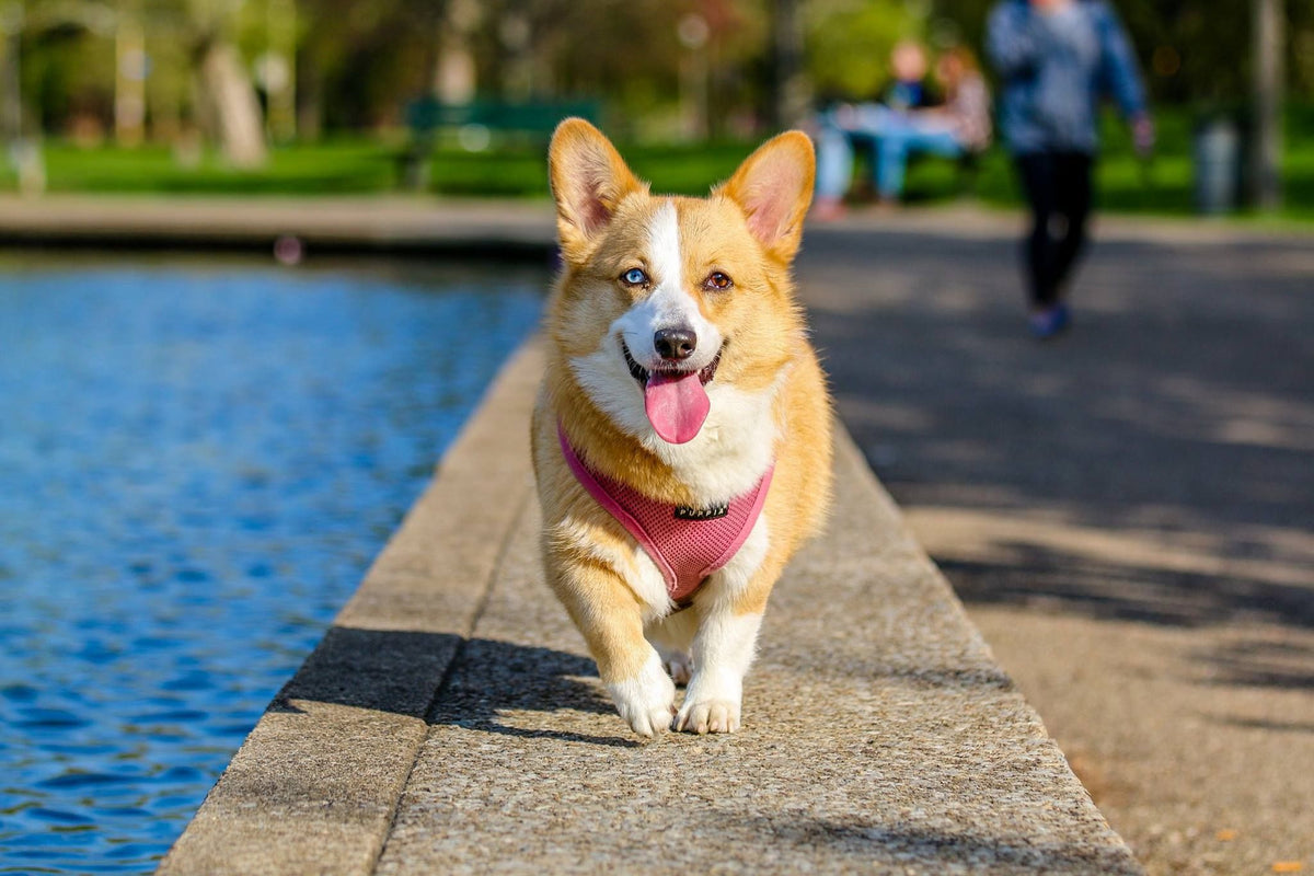 Hijgende hond in de zon - gevaar van een warme auto in de zomer