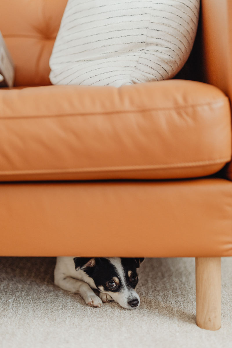 Bange hond die zich verstopt onder de bank