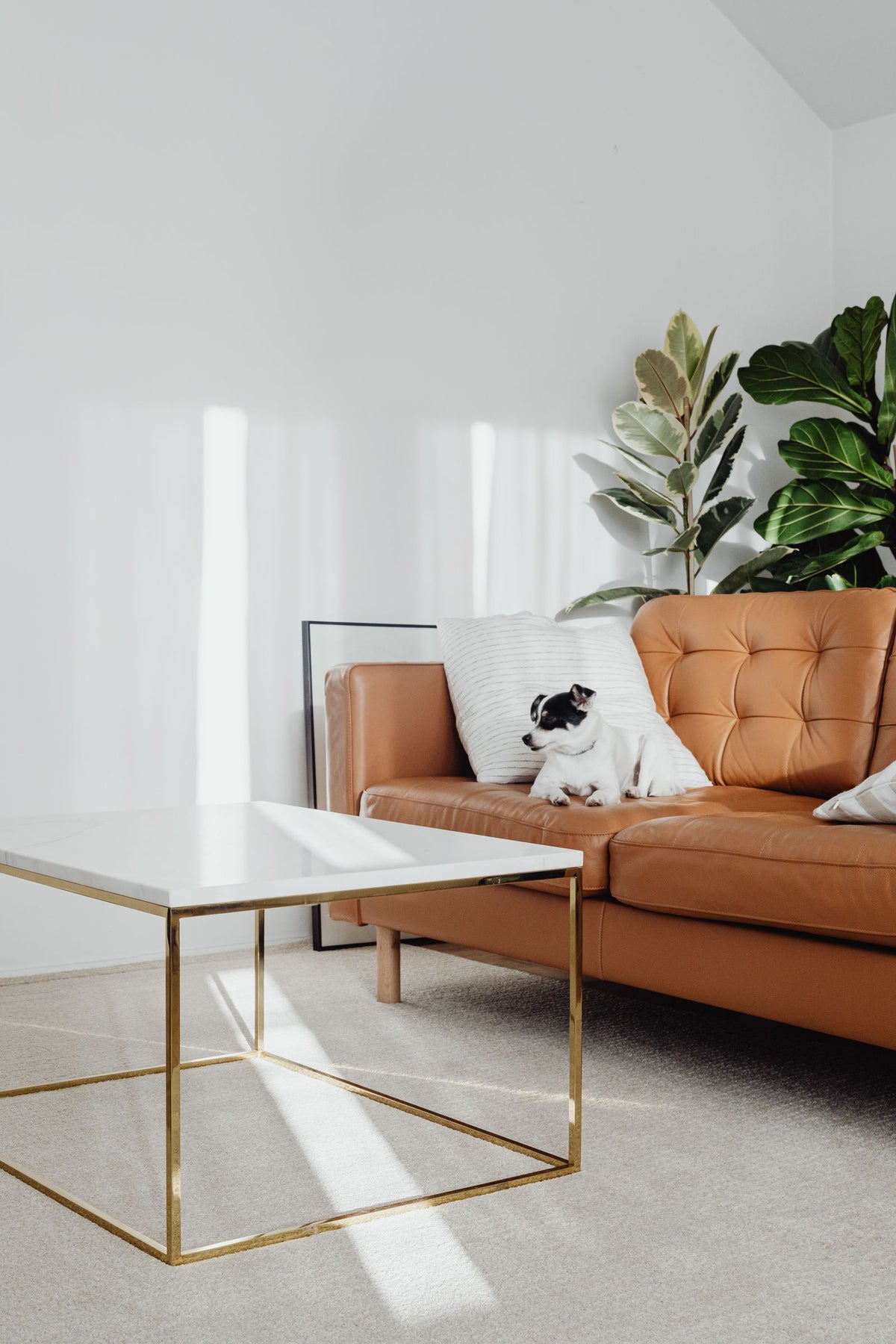 Kleine hond op een leren bank in een lichte woonkamer