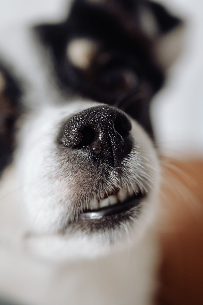 Close-up van de neus en snuit van een hond