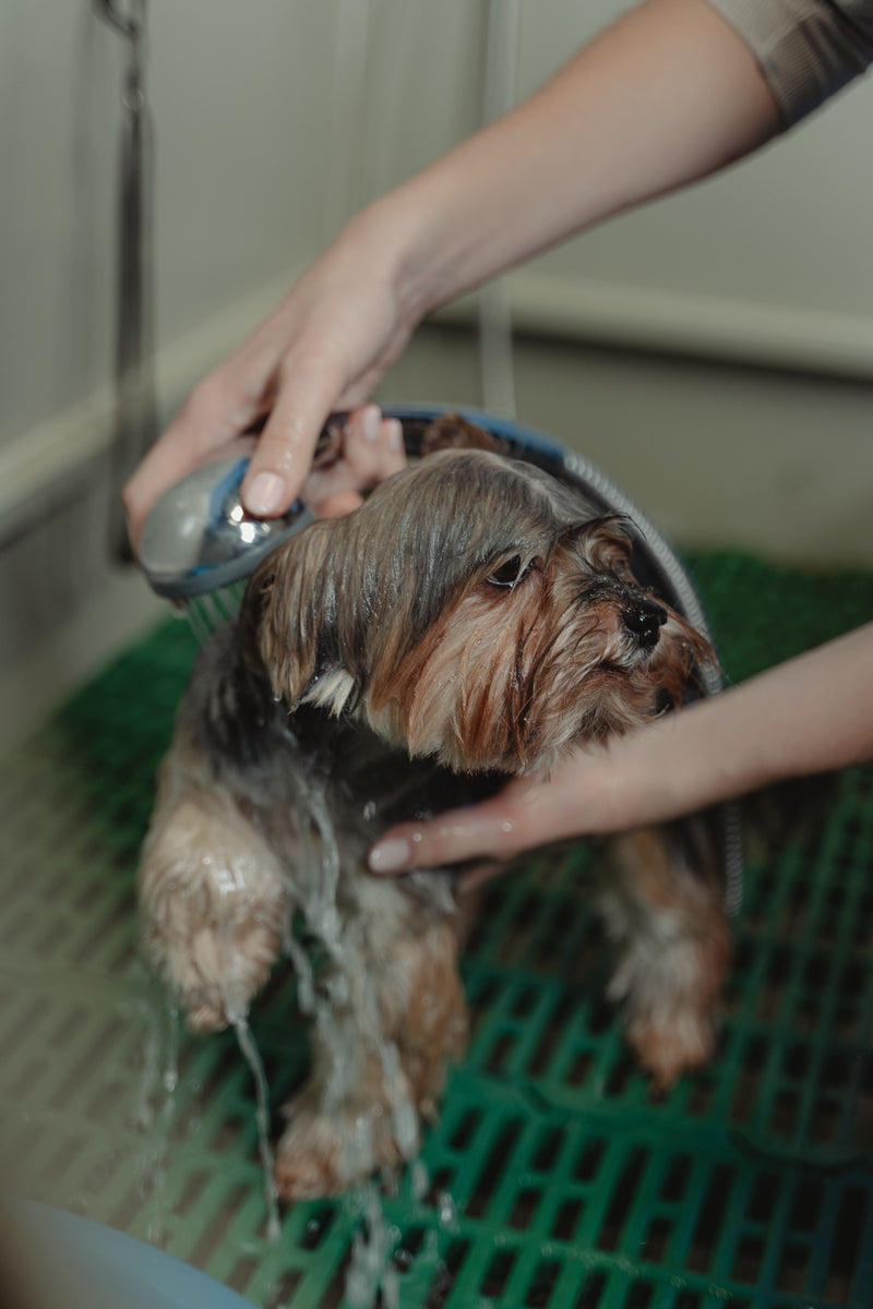 Kleine hond wordt gewassen en afgespoeld tijdens de vachtverzorging