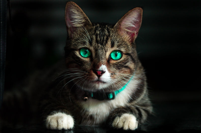 Kat met bandje kijkt alert op, klaar om te eten