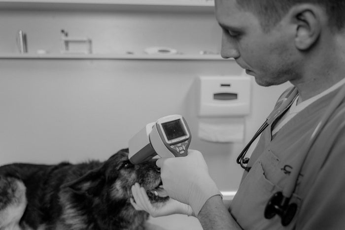 Dierenarts onderzoekt een hond tijdens een routinecontrole