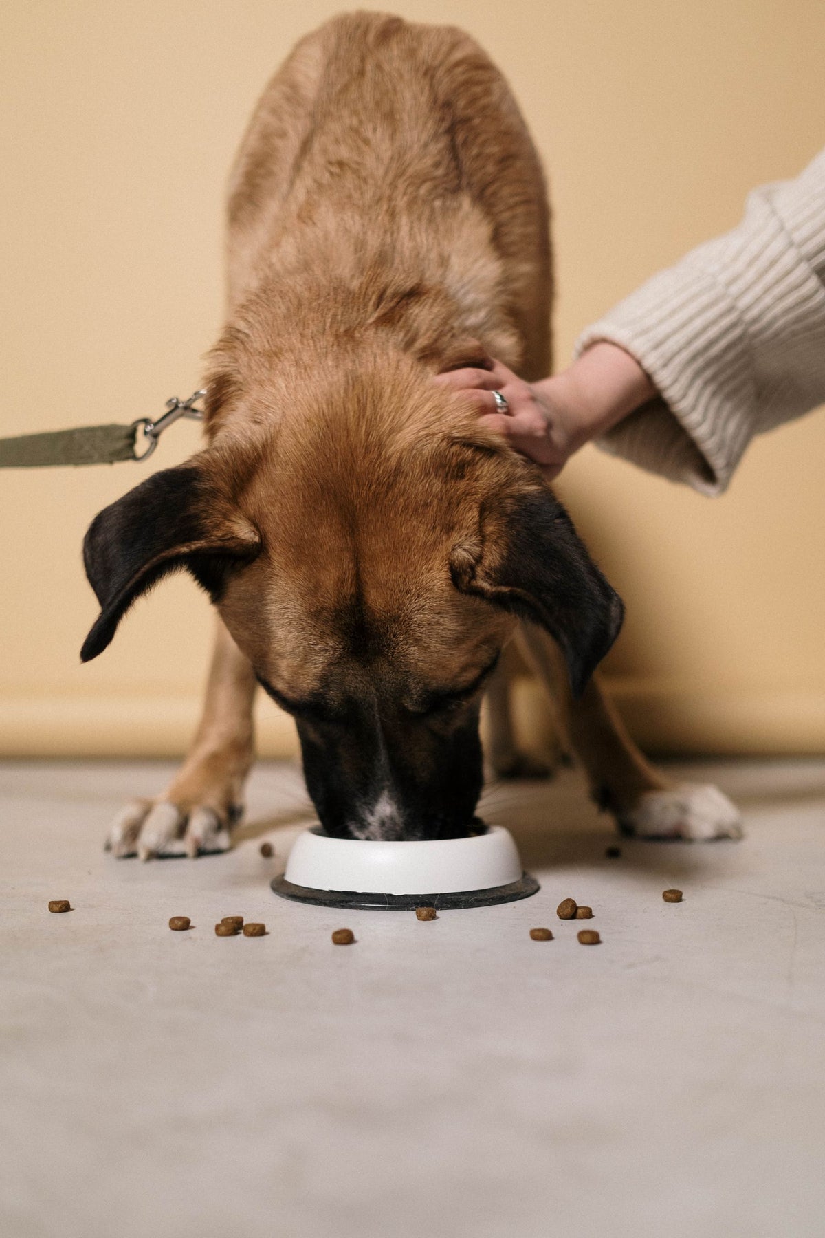 Hond eet brokken uit een voerbak terwijl zijn baasje hem aait