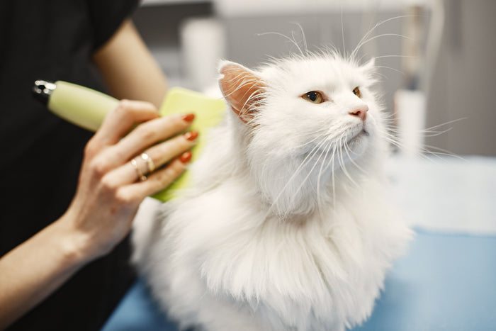 Kat wordt rustig geborsteld terwijl de vacht wordt verzorgd