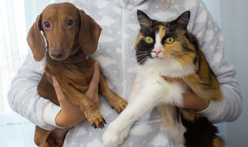 Persoon houdt een hond en een kat vast