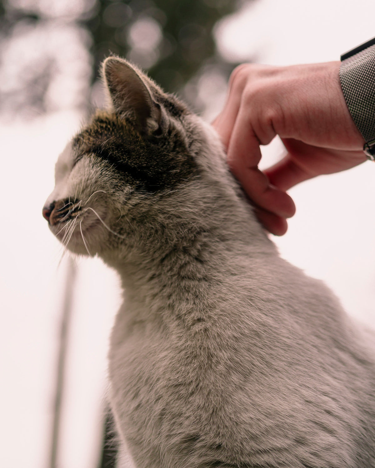 Kat die met haar kop tegen de hand van haar baasje wrijft