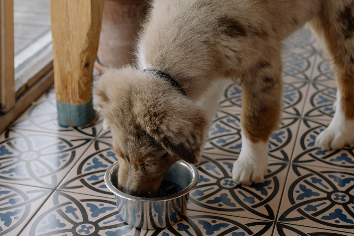 Bruine hond eet brokken uit een metalen voerbak