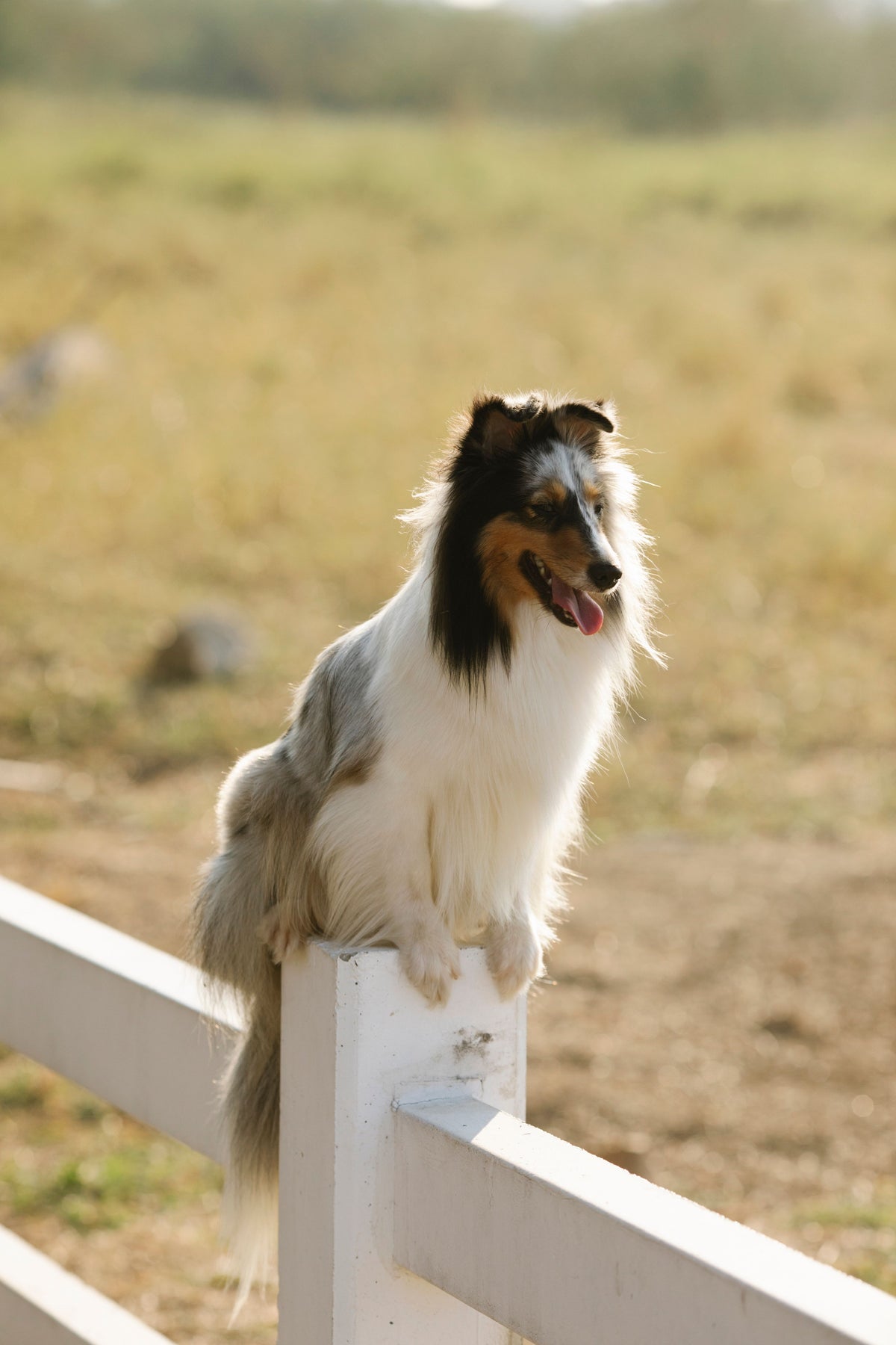 Bruin-witte hond staat op een houten hek in het veld