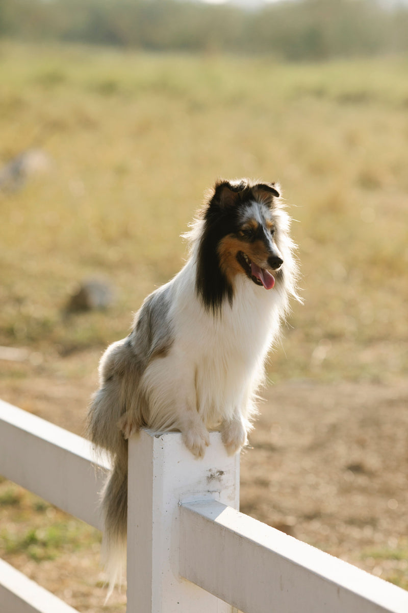 Bruin-witte hond staat op een houten hek in het veld