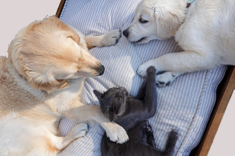 Honden en een kat die samen op een kussen liggen