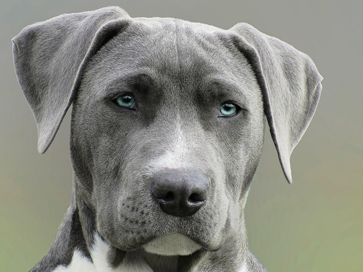 Jonge hond kijkt rustig in de camera terwijl hij alleen thuis wacht