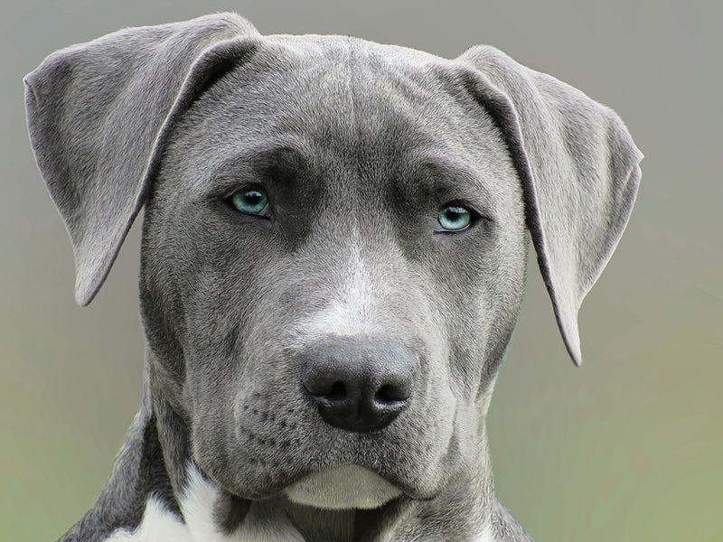 Jonge hond kijkt rustig in de camera terwijl hij alleen thuis wacht