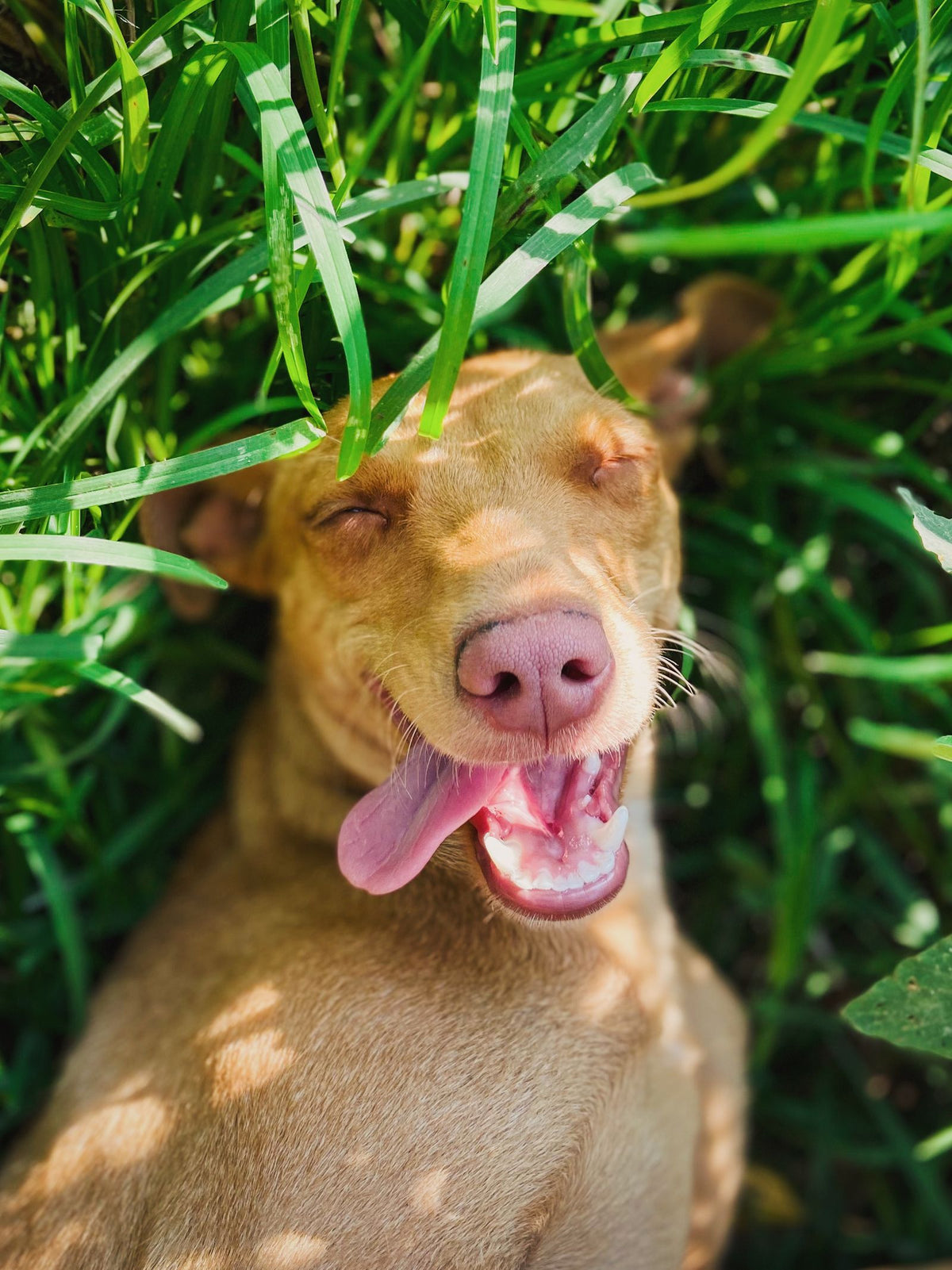 Hond ligt in het gras in de zon
