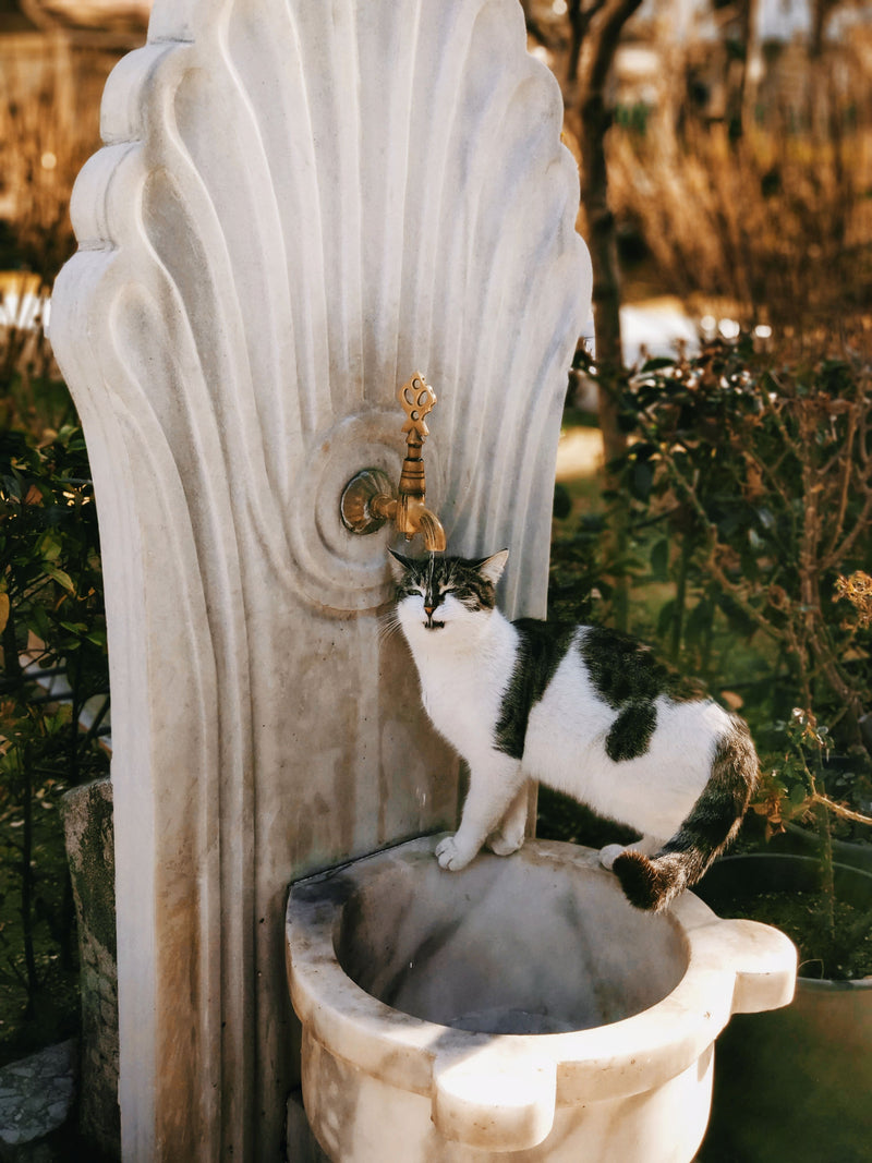 Kat die water drinkt uit een fontein