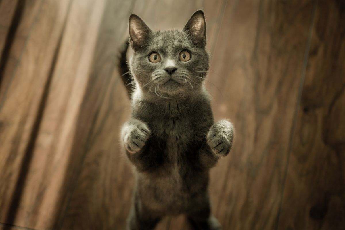 Grijze kat staat rechtop en kijkt nieuwsgierig