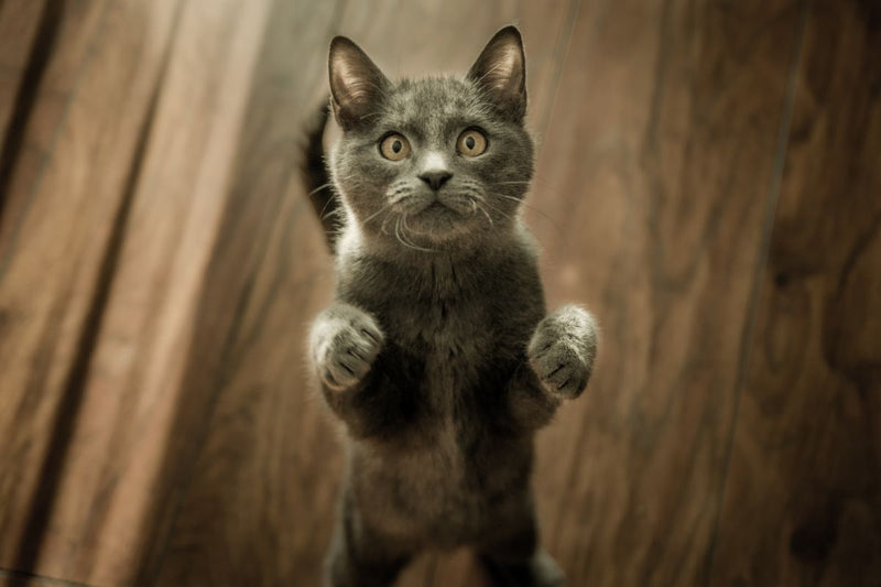Grijze kat staat rechtop en kijkt nieuwsgierig