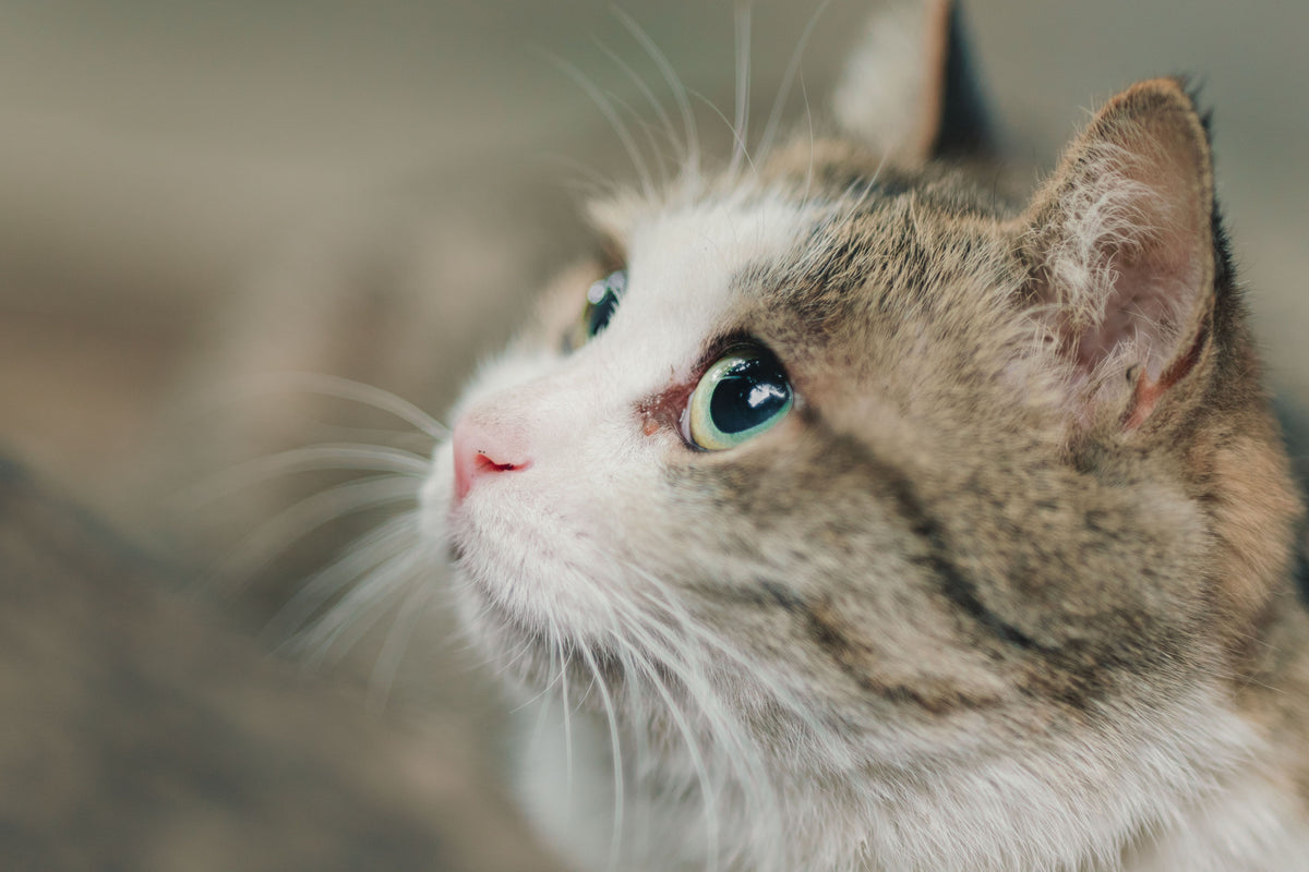 Close-up van het gezicht van een kat