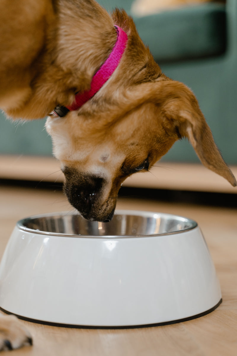 Puppy eet uit een voerbak