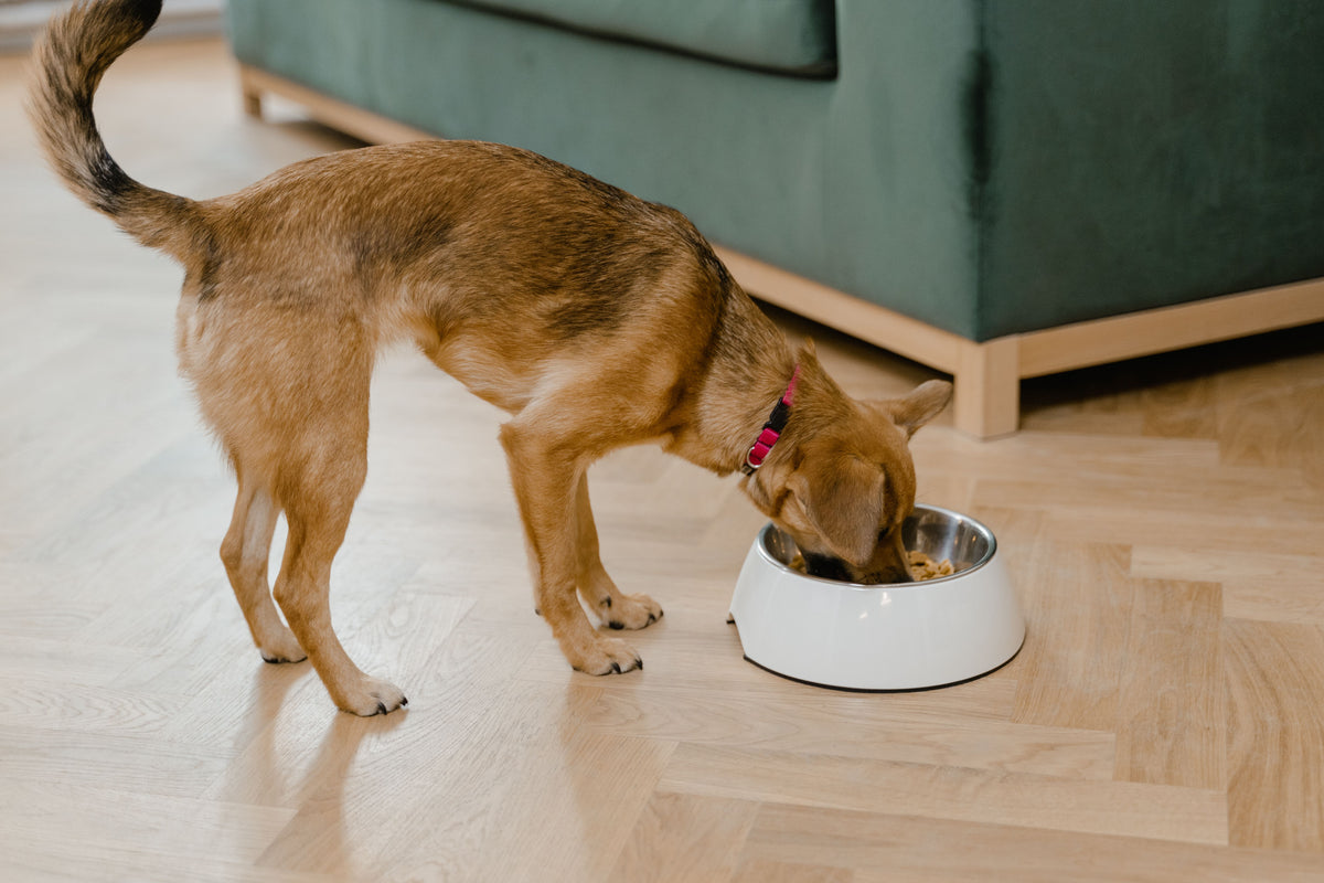 Hond die eet uit een voerbak