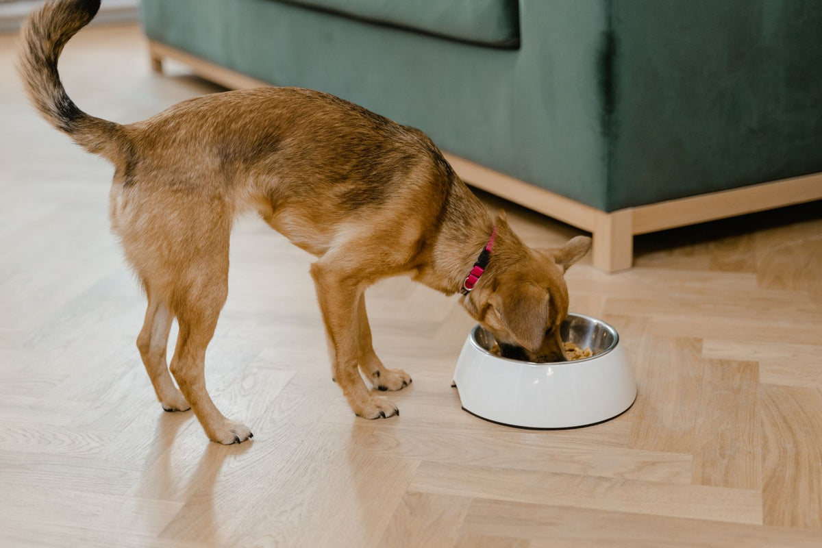 Hond eet uit een voerbak