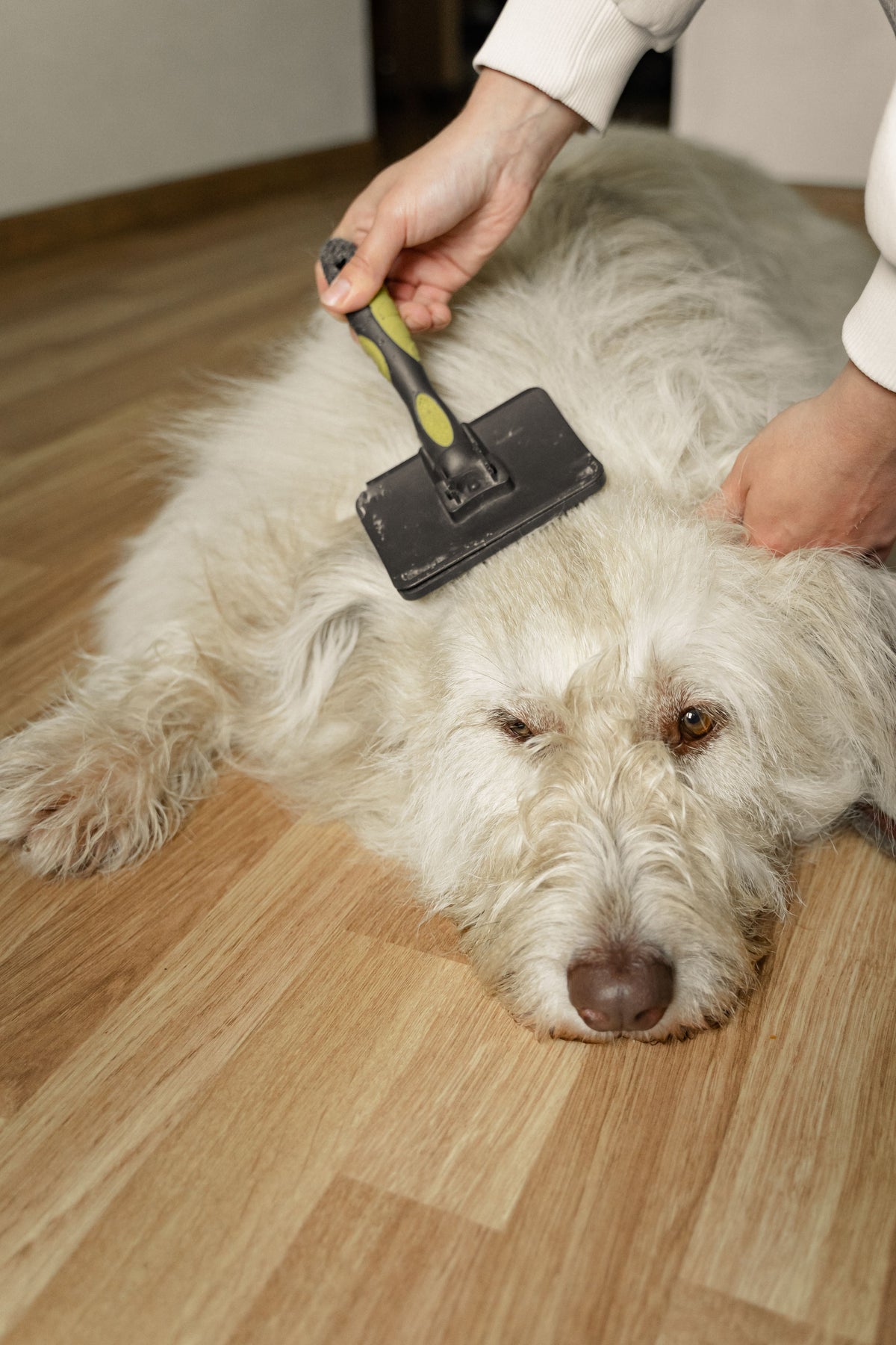 Hond die thuis met een borstel geborsteld wordt tijdens de rui