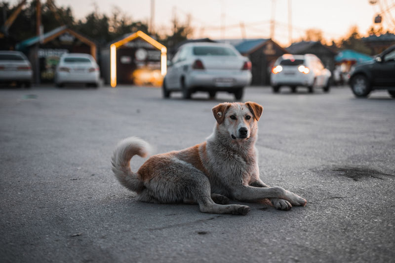 Hond met modder in zijn vacht na een wandeling buiten