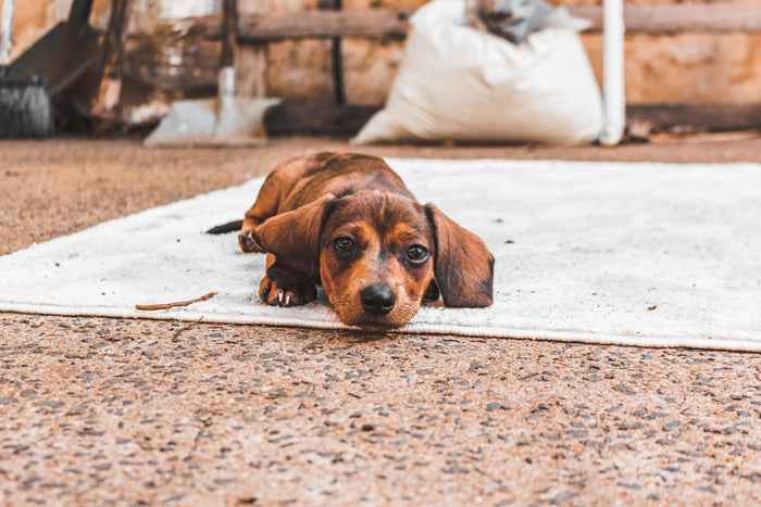 Hond ligt rustig op een tapijt en herstelt van hoesten