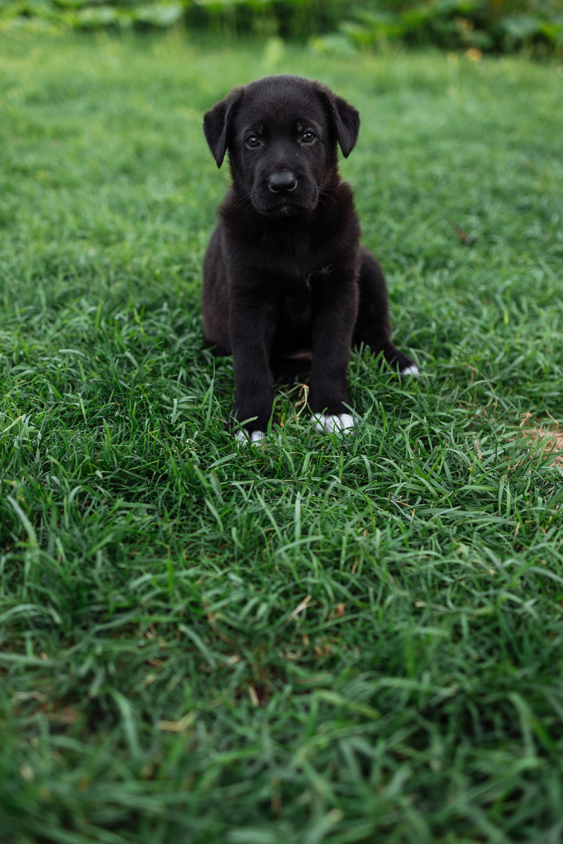 Puppy zit in het gras in de tuin