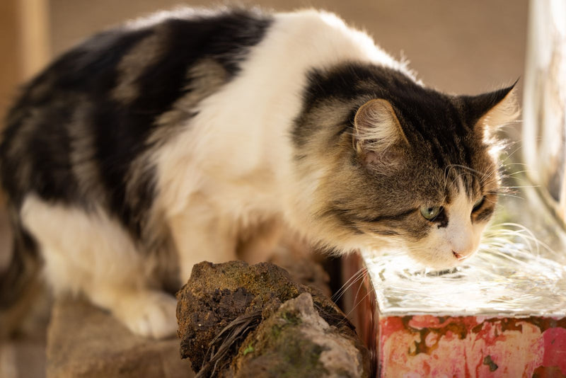 Kat die met haar tong water drinkt uit een stroompje water