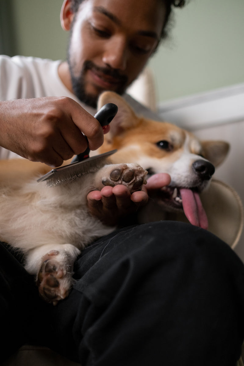 Man borstelt een ontspannen corgi thuis