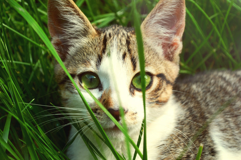 Kat sluipt laag door het gras in de tuin