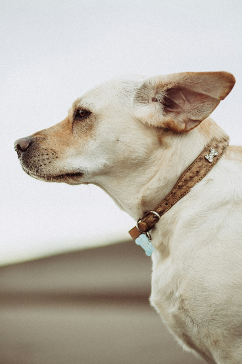 Kortharige beige hond in profiel