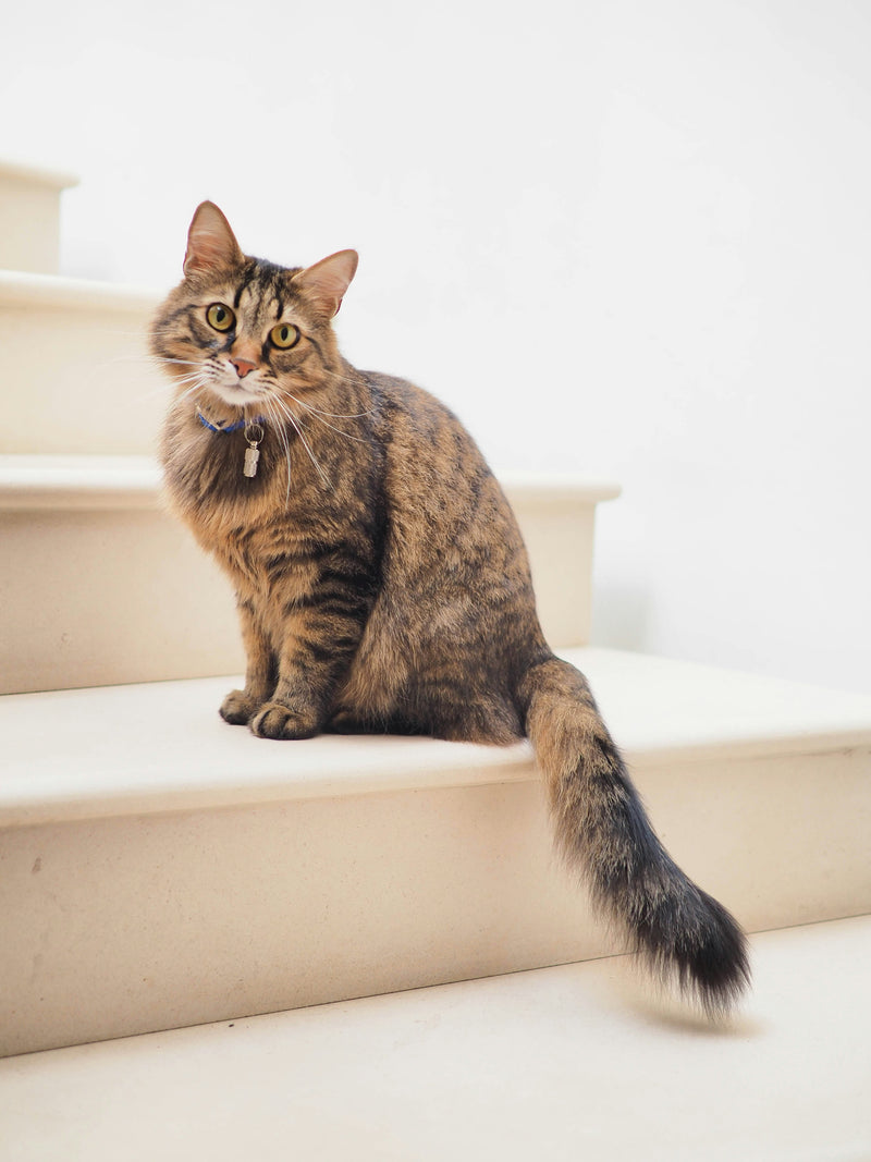 Pluizige kat wordt verzorgd en geborsteld