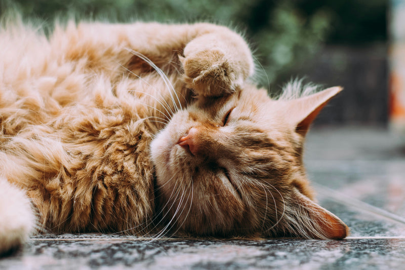 Rode kat ligt ontspannen op haar rug