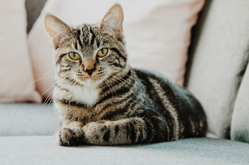 Langharige kat die rustig ligt en verzorgd wordt