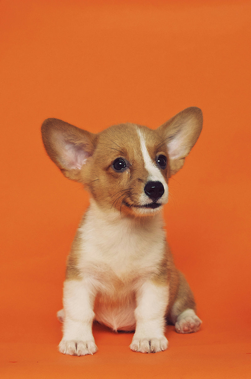 Corgi-pup zittend voor een oranje achtergrond
